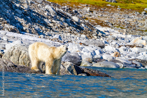 An old, emaciated adult male polar bear (Ursus maritimus) desperately searching for food in the Svalbard Archipelago, Norway, Arctic, Europe