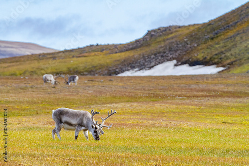 Adult Svalbard reindeer (Rangifer tarandus platyrhynchus) grazing on tundra in the Svalbard Archipelago, Norway, Arctic, Europe photo