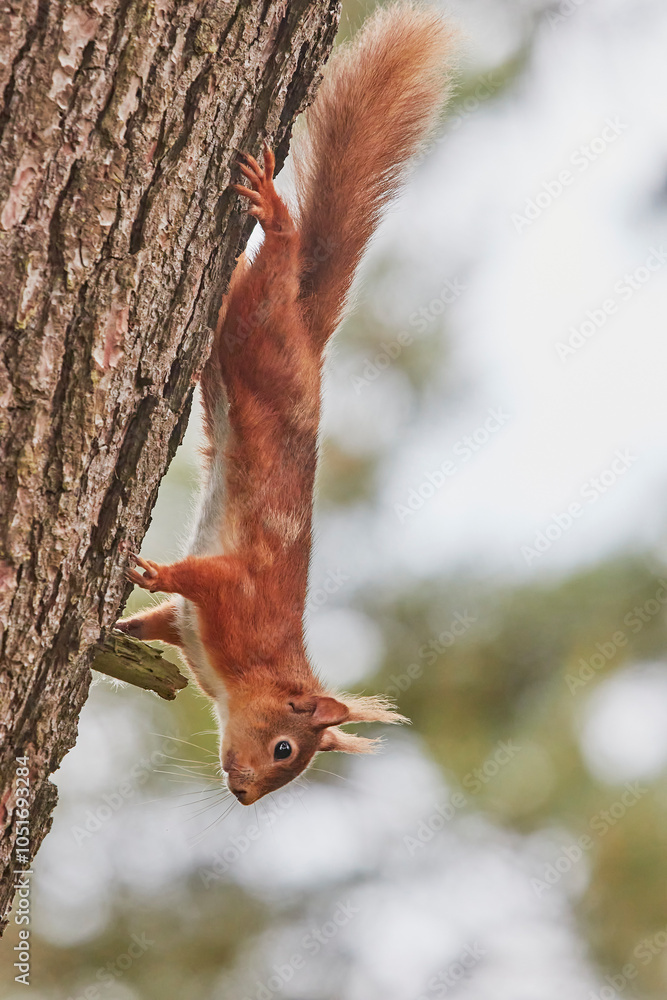 A Red Squirrel (Sciurus vulgaris), in conifer woodland on Brownsea Island, a nature reserve in Poole Harbour, Dorset, England, United Kingdom, Europe A Red Squirrel (Sciurus vulgaris), in conifer woodland on Brownsea Island, a nature reserve in Poole Harbour, Dorset, England, United Kingdom, Europe