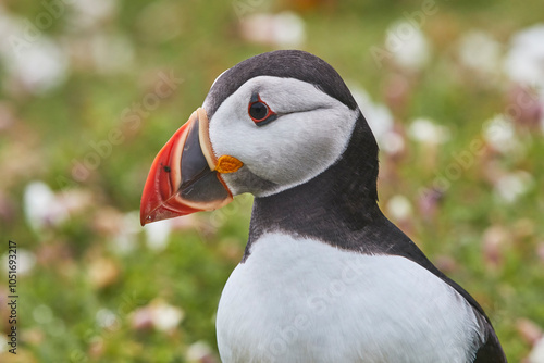 Atlantic Puffin (Fratercula arctica), on Skomer Island in July, a nature reserve off the coast of Pembrokeshire, Wales, United Kingdom, Europe photo