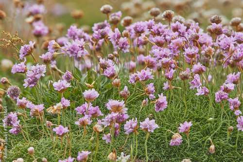 Thrift (Sea Pink) (Armeria maritima), a coastal flower in bloom in July, on Skomer Island, off the coast of Pembrokeshire, Wales, United Kingdom, Europe