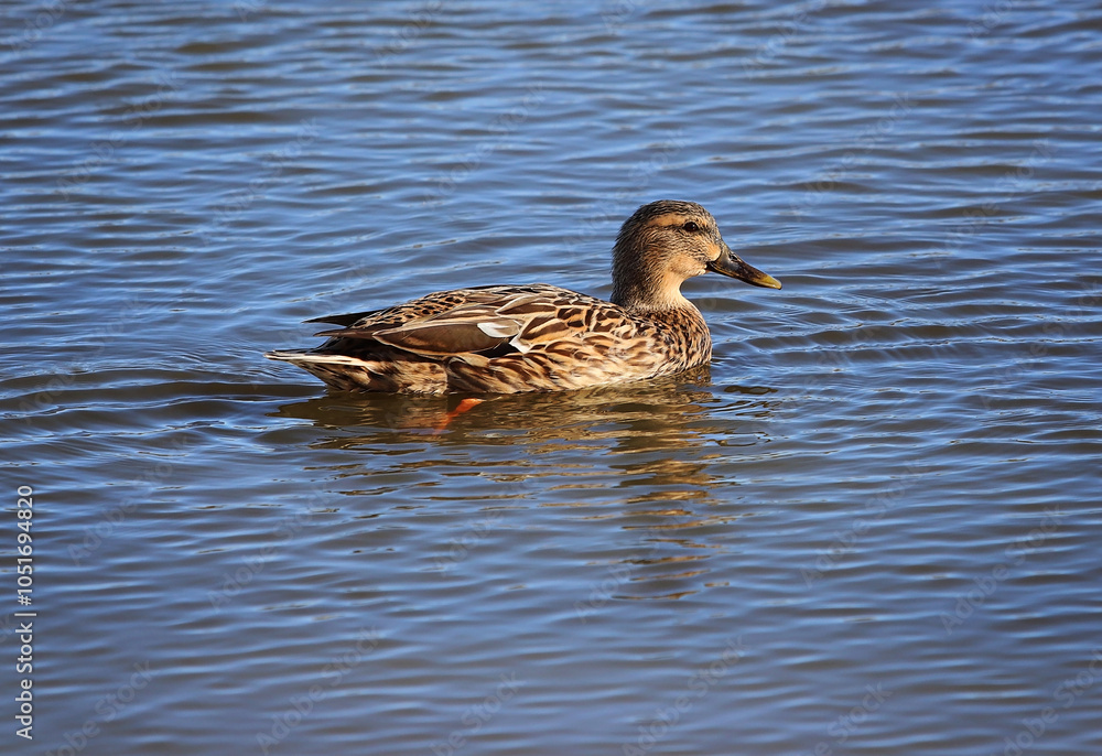 Fototapeta premium duck on the water