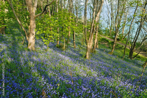 Bluebell wood, Fermain Bay, Island of Guernsey, Bailiwick of Guernsey,  British Crown dependency, English Channel, Europe photo