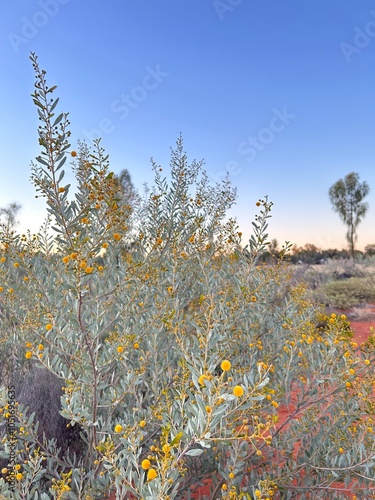 Mimosa in Uluru