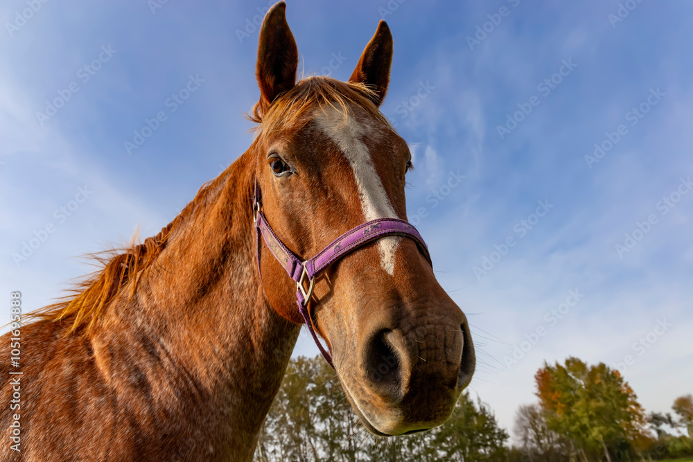 A close-up of a horse's head, a bit funny.
