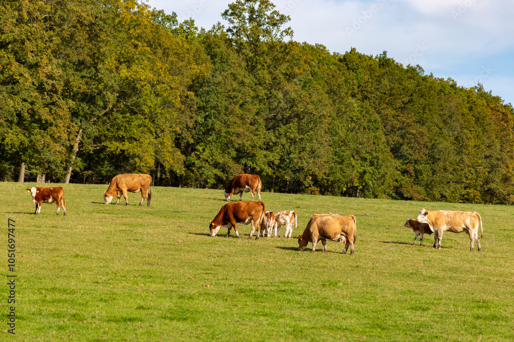 A cow is grazing in a pasture on an autumn day.