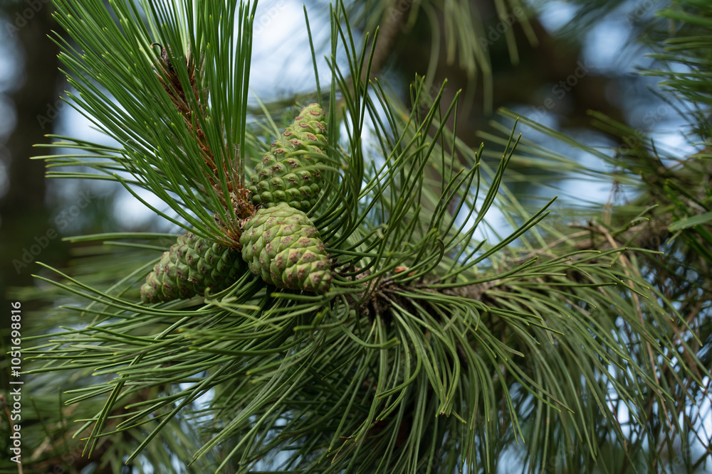 Fototapeta premium Close-up view of green pine cones and needles on a pine tree branch during a sunny afternoon in a forested area