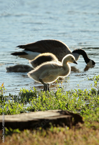 goslings 