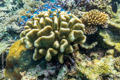A myriad of hard and soft corals, as well as tropical reef fish on the healthy reef near Volivoli Resort on Viti Levu, Fiji, South Pacific, Pacific