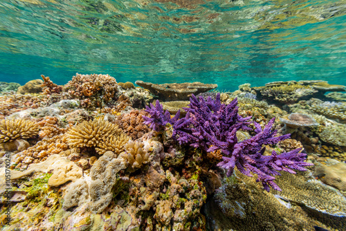 A myriad of hard and soft corals at Vatu-I-Ra Conservation Park on Viti Levu, Fiji, South Pacific, Pacific photo