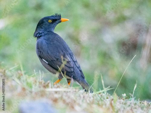 Jungle myna (Acridotheres fuscus), looking for water at the Volivoli Resort grounds on Viti Levu, Fiji, South Pacific, Pacific photo