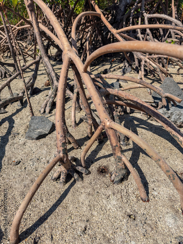 Red mangrove plants (Rhizophora mangle), at low tide near the Volivoli Resort grounds on Viti Levu, Fiji, South Pacific, Pacific photo