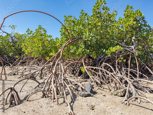 Red mangrove plants (Rhizophora mangle), at low tide near the Volivoli Resort grounds on Viti Levu, Fiji, South Pacific, Pacific photo