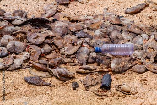 View of massive die-off of black triggerfish on the beach on Ascension Island in the southern tropical Atlantic Ocean, South Atlantic Ocean