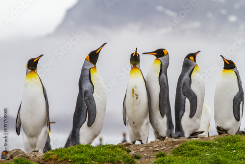 King penguin (Aptenodytes patagonicus) breeding and nesting colony at St. Andrews Bay on South Georgia, Southern Ocean, Polar Regions photo