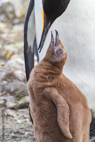 King penguin (Aptenodytes patagonicus) adult and chick at breeding and nesting colony at Salisbury Plain, South Georgia, Polar Regions photo