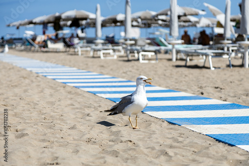Fototapeta Naklejka Na Ścianę i Meble -  Seagull at a beach club with people and umbrellas in the background in Sottomarina Beach, Chioggia, Veneto, Italy