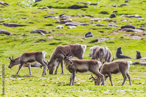 A small group of introduced reindeer (Rangifer tarandus) before eradication in Stromness Bay, South Georgia, Polar Regions