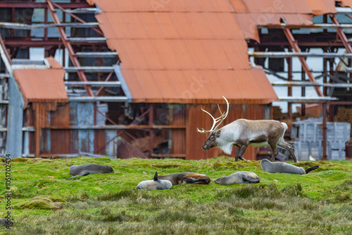An adult bull introduced reindeer (Rangifer tarandus) before eradication in Stromness Bay, South Georgia, Polar Regions