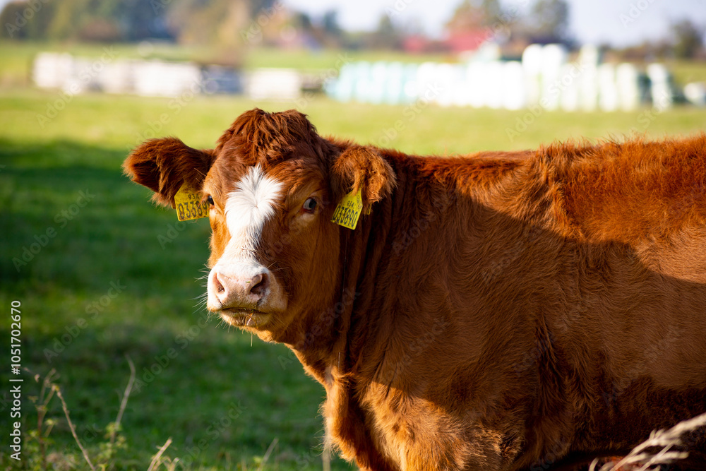 A close-up portrait of a cow grazing in a pasture.