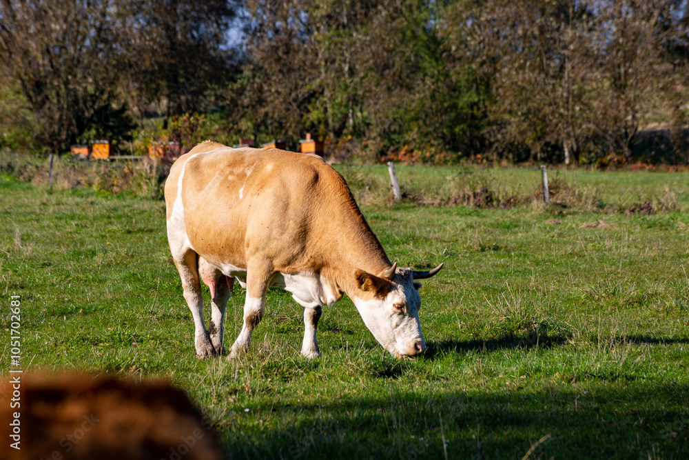 A cow is grazing in a pasture on an autumn day.