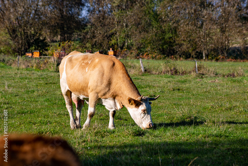 Obraz na płótnie A cow is grazing in a pasture on an autumn day. w salonie