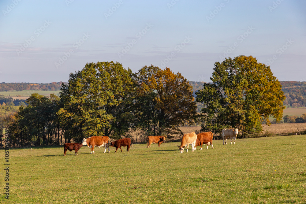 Cows is grazing in a pasture on an autumn day.