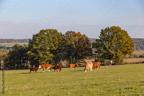 Obraz na płótnie Cows is grazing in a pasture on an autumn day. w salonie