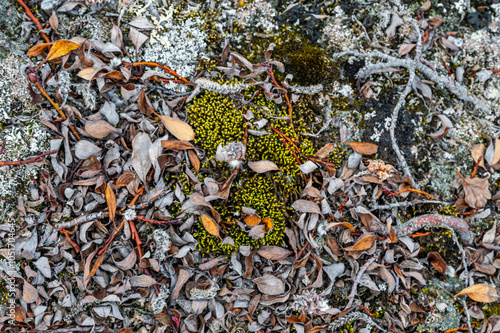 Arctic plants, Axel Heiberg island, Nunavut, Canadian Arctic, Canada, North America photo