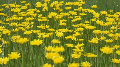 A clearing of bright yellow flowers in a green meadow. Wall Hawkweed or Hieracium murorum photo