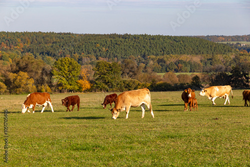 Cows is grazing in a pasture on an autumn day.