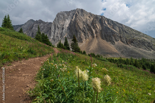 Alpine wildflower meadows with pasqueflower seedheads along the Ptarmigan Cirque Trail in summer, Kananaskis Country, Alberta, Canadian Rockies, Canada, North America photo