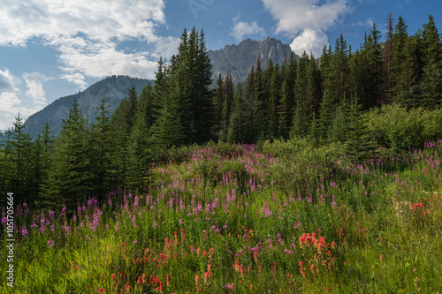 Wildflowers in an alpine meadow, Alpine Paintbrush, Fireweed, Canadian Rockies, Alberta, Canada, North America