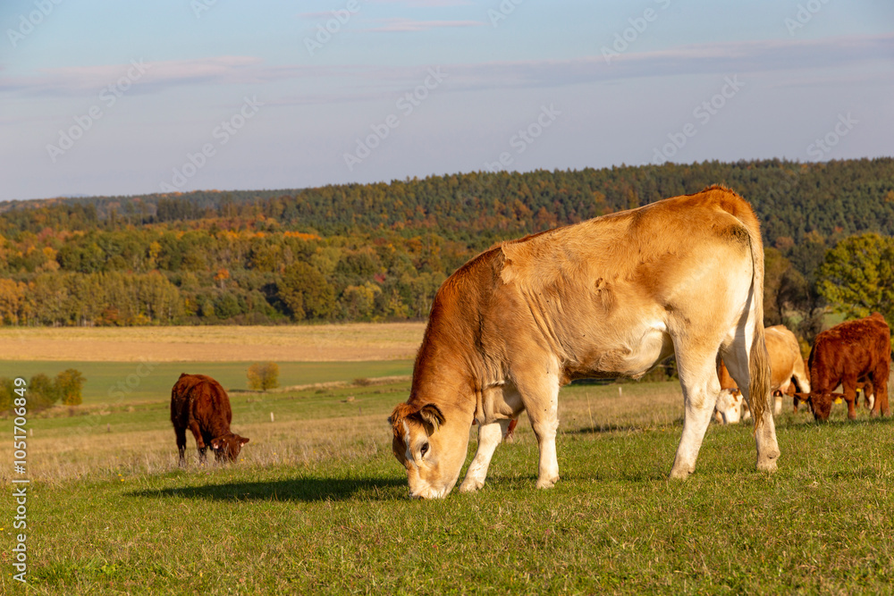 Cows is grazing in a pasture on an autumn day.
