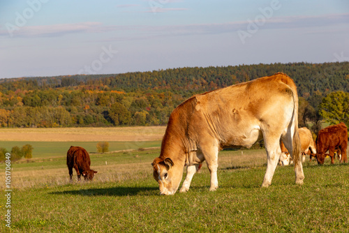 Obraz na płótnie Cows is grazing in a pasture on an autumn day. w salonie