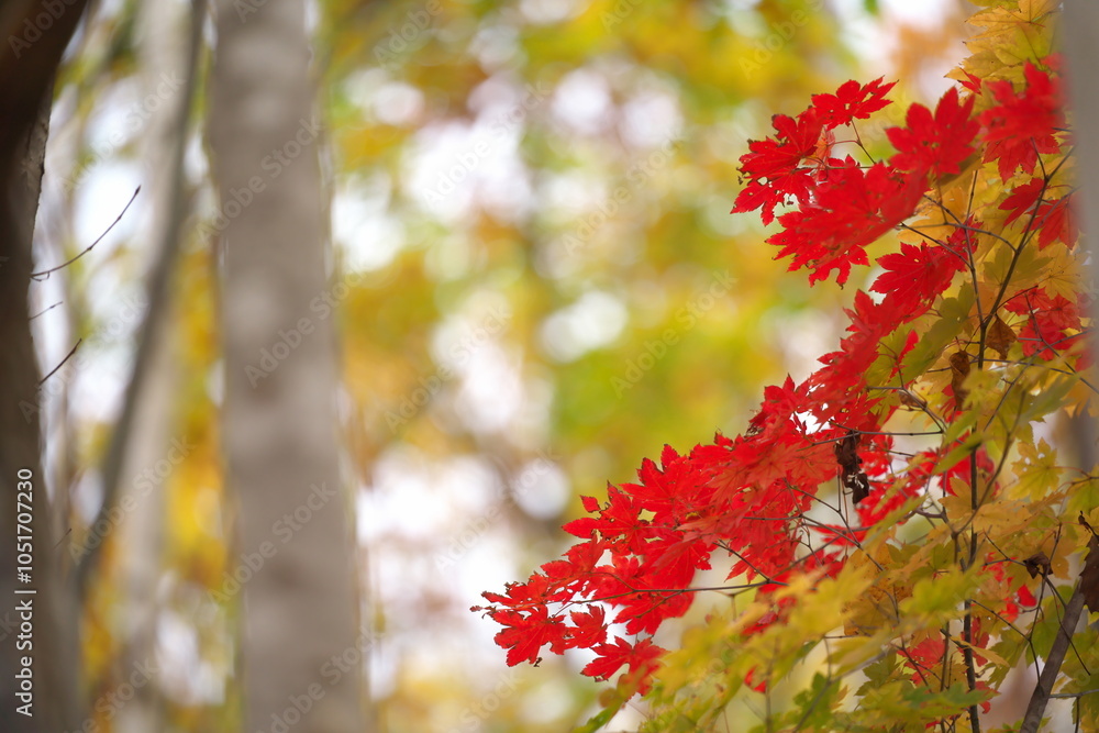 Fototapeta premium 赤く紅葉したモミジ