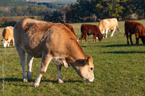 Obraz na płótnie Cows is grazing in a pasture on an autumn day. w salonie