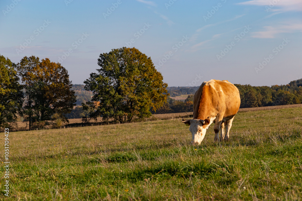 Cows is grazing in a pasture on an autumn day.