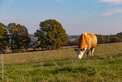 Obraz na płótnie Cows is grazing in a pasture on an autumn day. w salonie