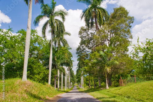 Avenue leading into Cienfuegos Botanical Gardens, Cienfuegos Province, Cuba, West Indies, Caribbean, Central America