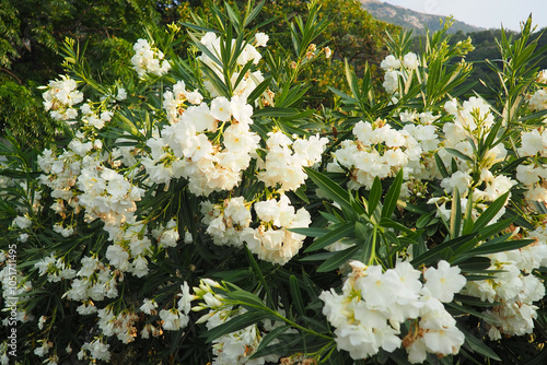 Nerium oleander, rosebay cultivated worldwide in temperate and subtropical areas as an ornamental and landscaping plant. Genus Nerium, Apocynoideae, Apocynaceae. Montenegro, Adriatic, Mediterranean photo