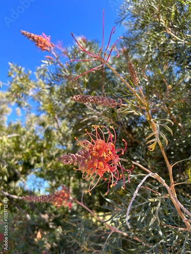 Desert Flowers in Uluru