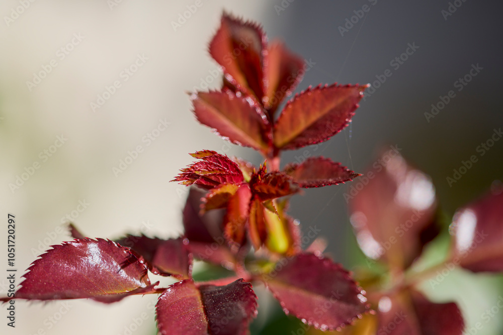 plants with colorful leaves in autumn plants with colorful leaves in autumn