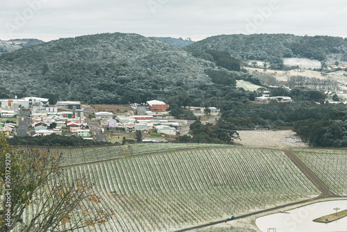 Wallpaper Mural parreiras de uva na neve em flores da cunha, serra gaucha Torontodigital.ca