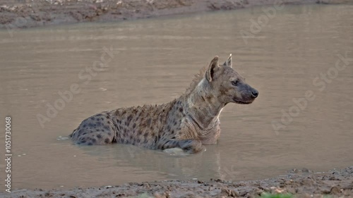 spotted hyena (Crocuta crocuta) taking a bath, South Luangwa National Park, Mfuwe, Zambia, Africa
 photo