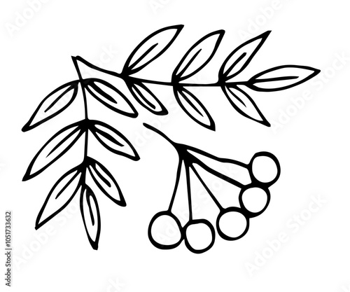 Simple hand drawn vector illustration with black outline. Rowan branches and berries, autumn foliage, trees and plants, nature. Sketch in ink.