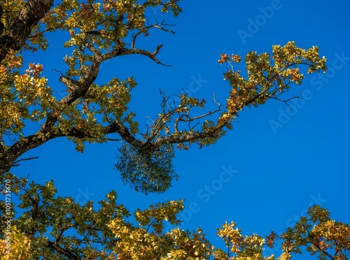 Golden autumn leaves against blue sky