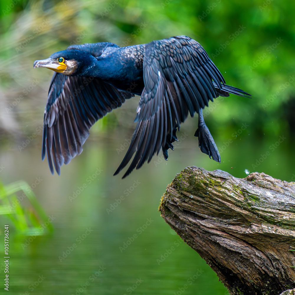 Naklejka premium Cormorant takes flight