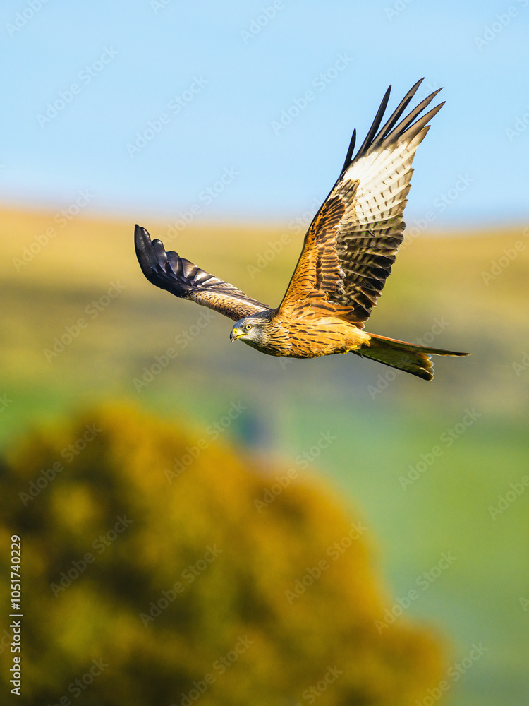 Fototapeta premium Red Kite, Milvus milvus, bird in flight