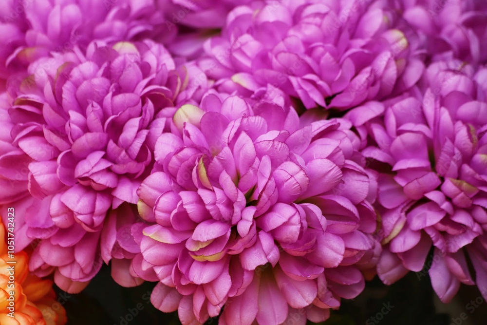 Beautiful colorful flowers, chrysanthemums. Artificial flowers. Beautiful colorful flowers, chrysanthemums. Artificial flowers.